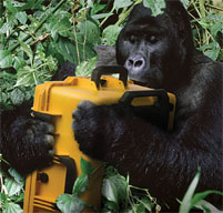 a gorilla in the jungle holding a Peli Storm case in yellow 